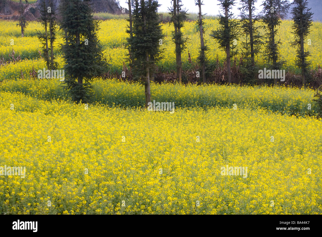 China Yunnan Province Luoping County field Stock Photo