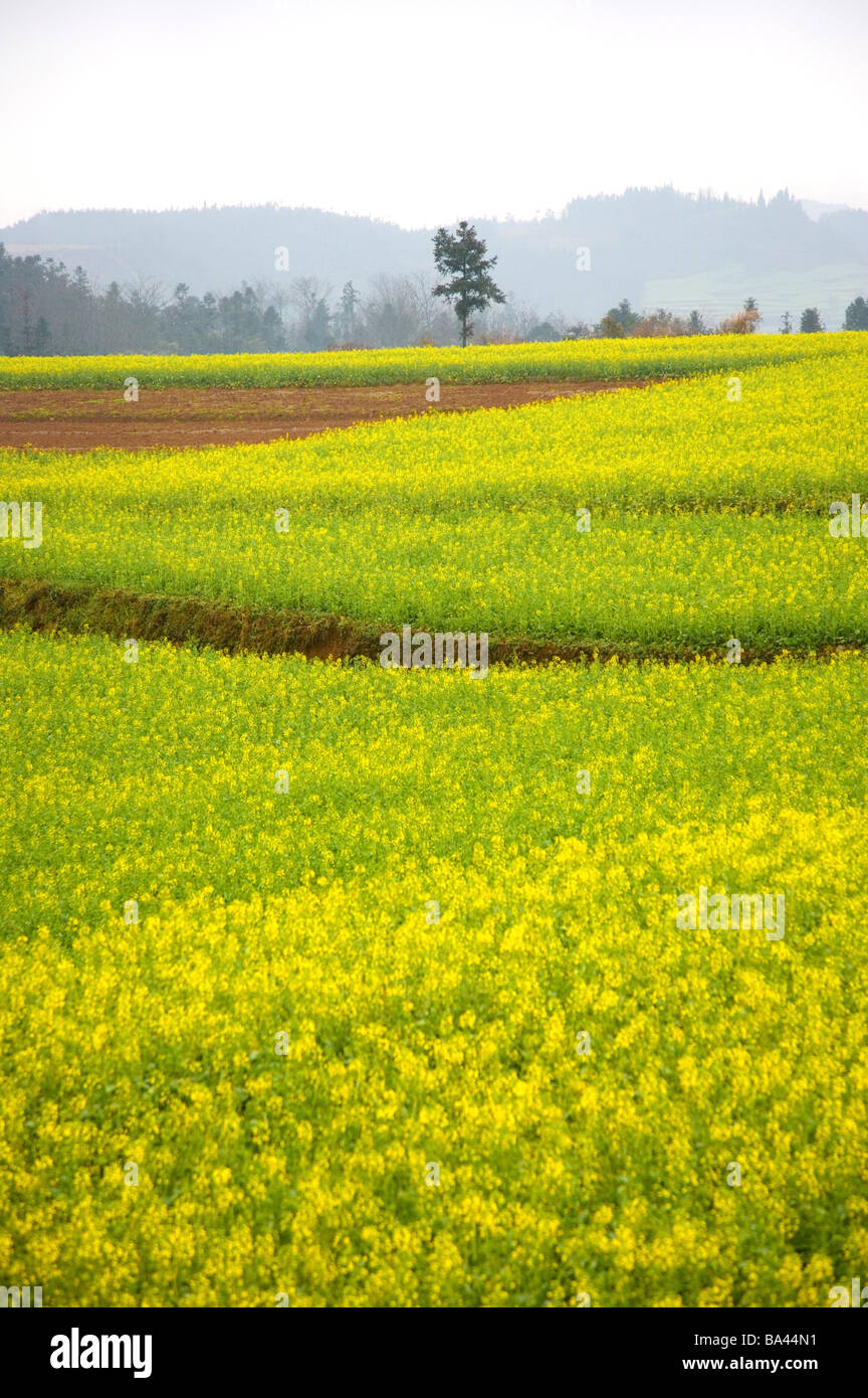 China Yunnan Province Luoping County field Stock Photo