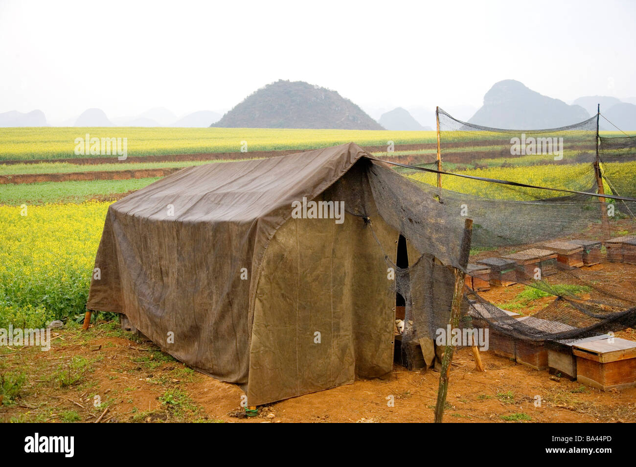 China Yunnan Province Luoping County tent Stock Photo