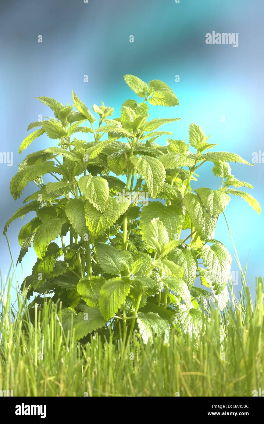 Native american medicinal herbs hi-res stock photography and images - Alamy
