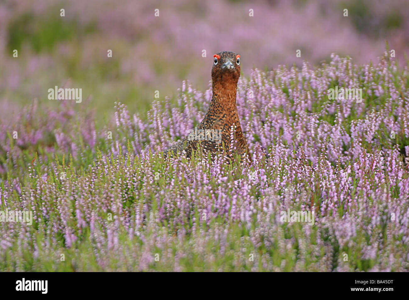 Red Grouse in heather Stock Photo