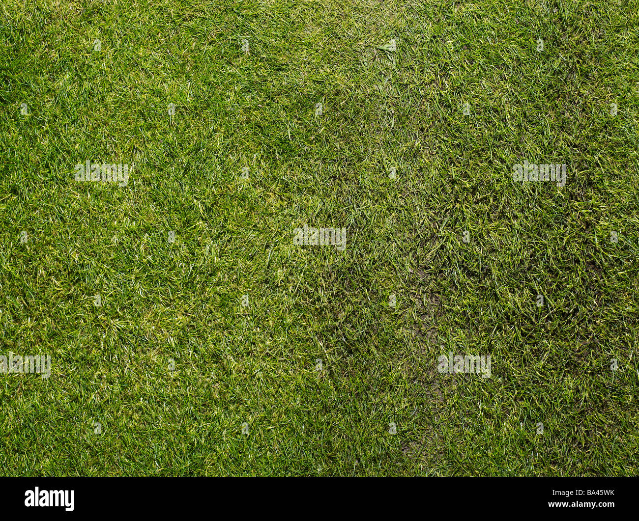 turf grass Stock Photo