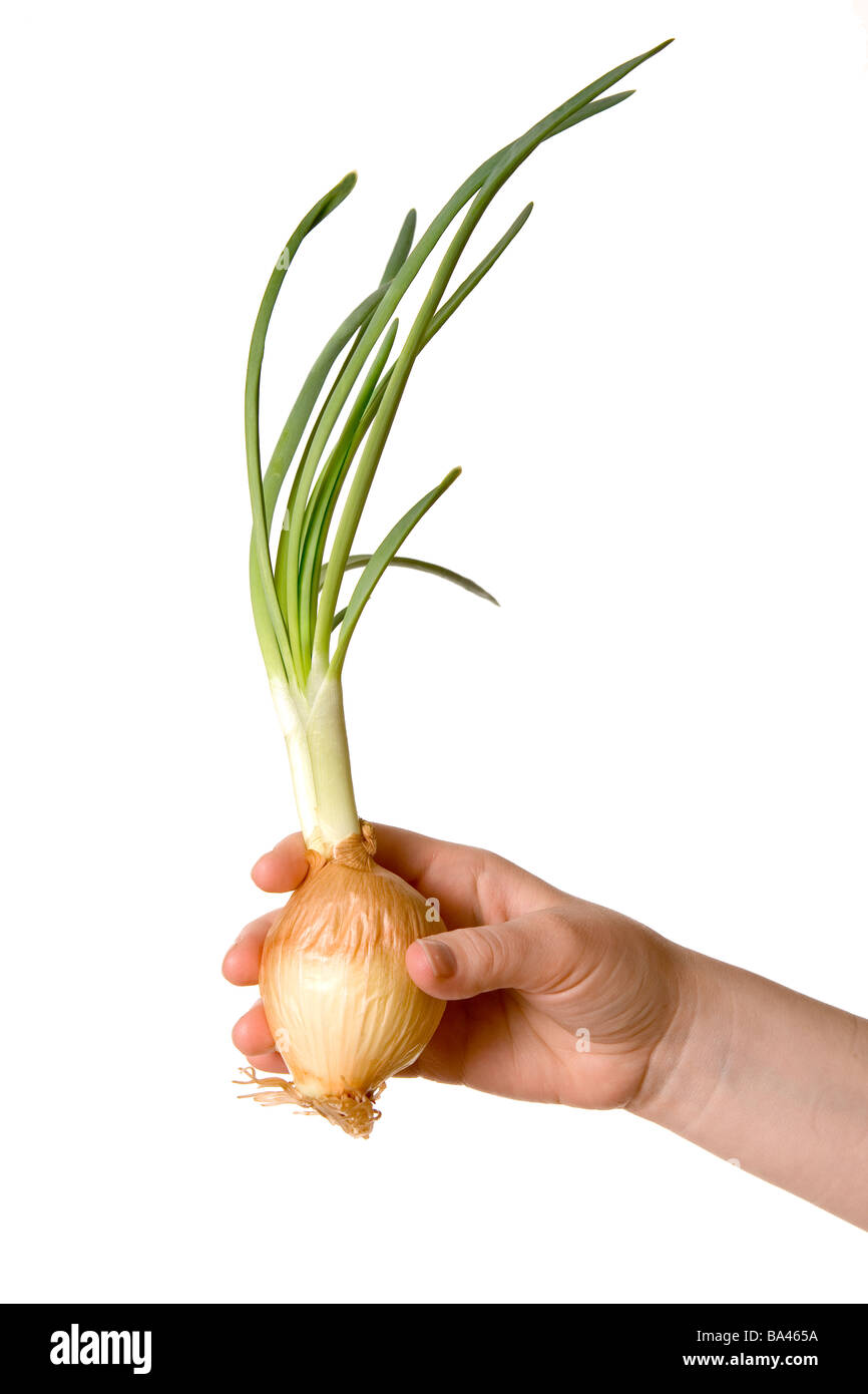 Onion roots Cut Out Stock Images & Pictures - Alamy