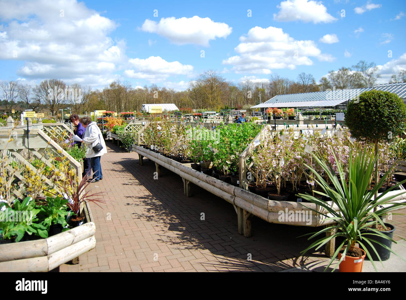 Outdoor bedding plants, Longacre Nursery, Chobham, Surrey, England, United Kingdom Stock Photo