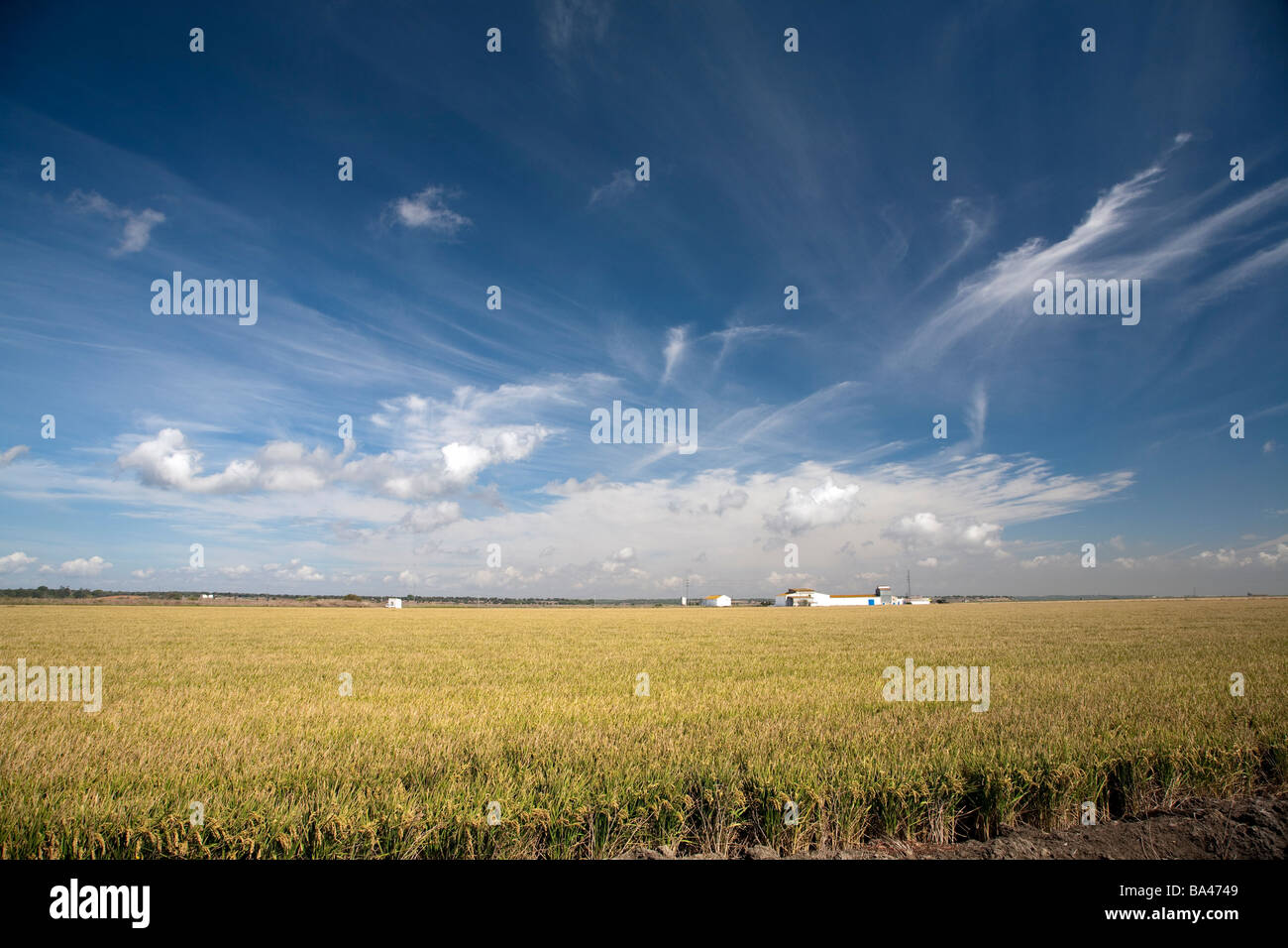 Mature rice fields in the Doñana marshland area, Isla Mayor, Spain Stock Photo