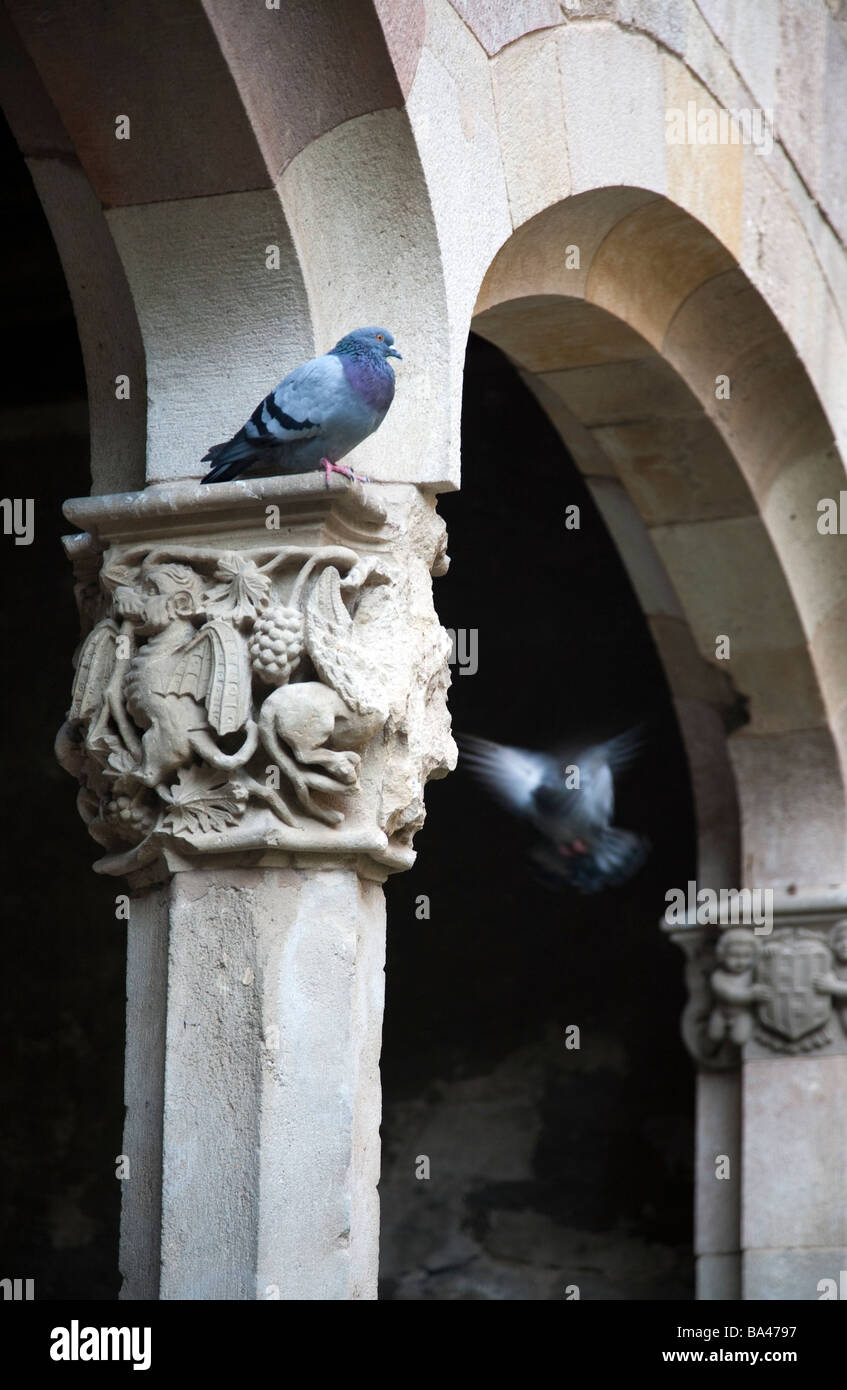 Doves on the Gothic columns of the former Saint Cross Hospital Hospital de la Santa Creu now Library of Catalonia town of Stock Photo