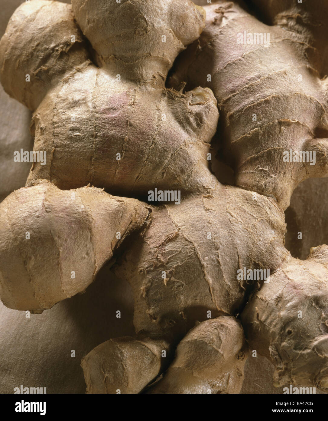 Gingerroot closeup gingerplant ginger Ginger Zingiber officinale