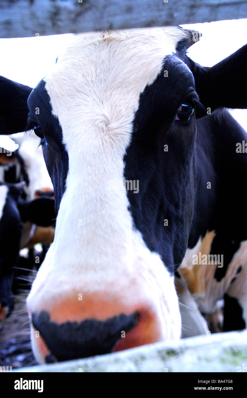 Detail of a cow s head Stock Photo Alamy