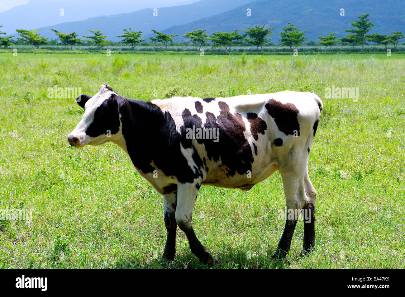Cow in a pasture Stock Photo - Alamy