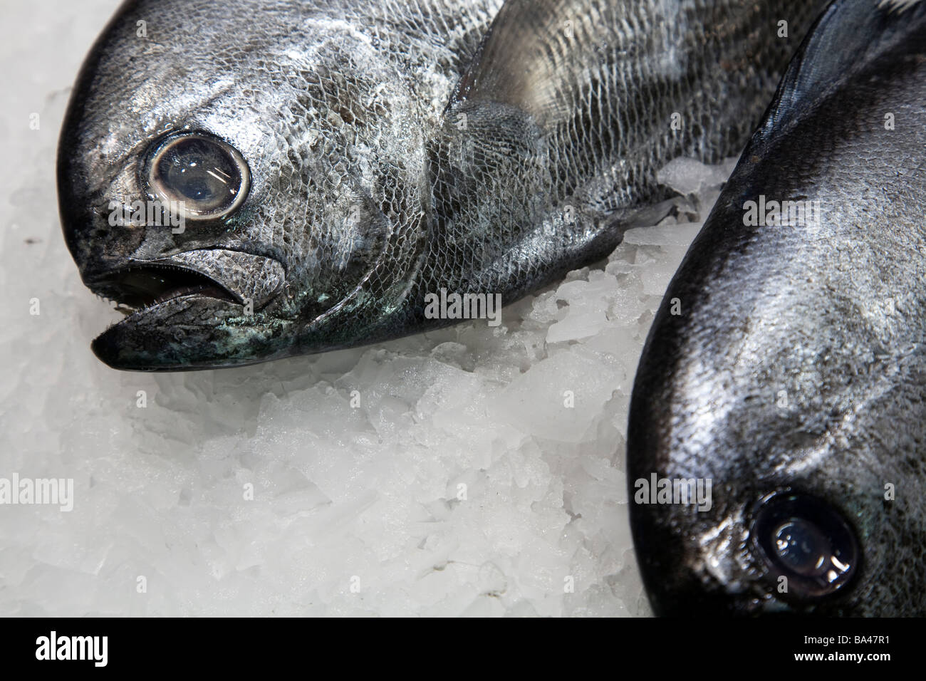 Pompano fish Boqueria market town of Barcelona autonomous commnunity of Catalonia northeastern Spain Stock Photo