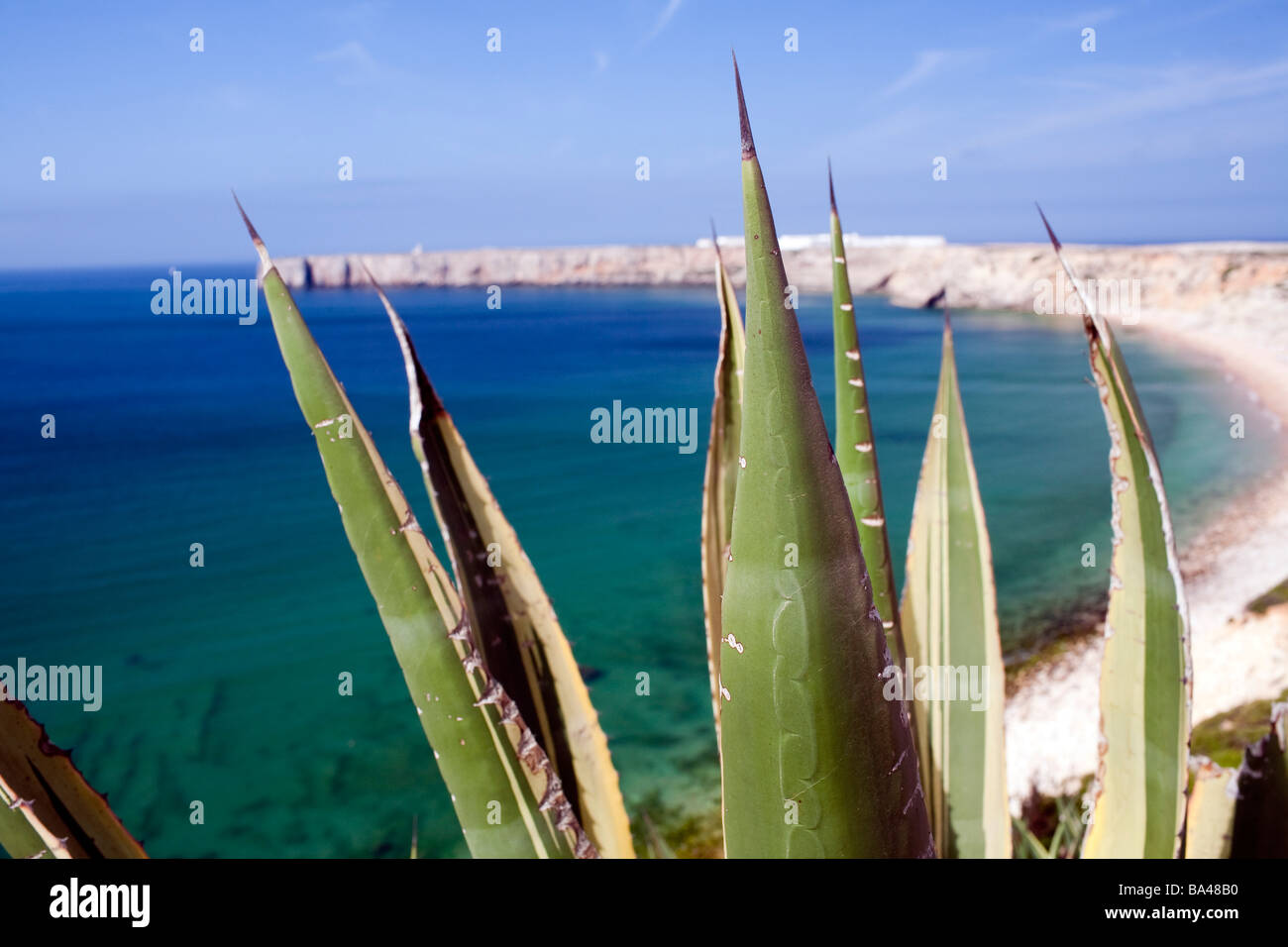 Aloe vera plant over beach hi-res stock photography and images - Alamy