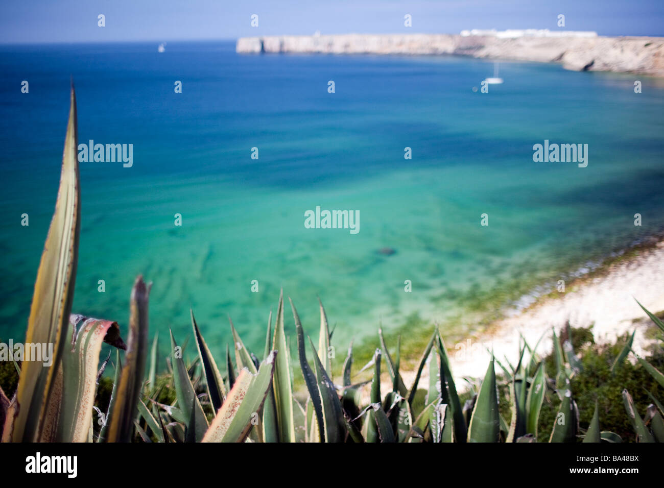 Aloe vera plant over beach hi-res stock photography and images - Alamy