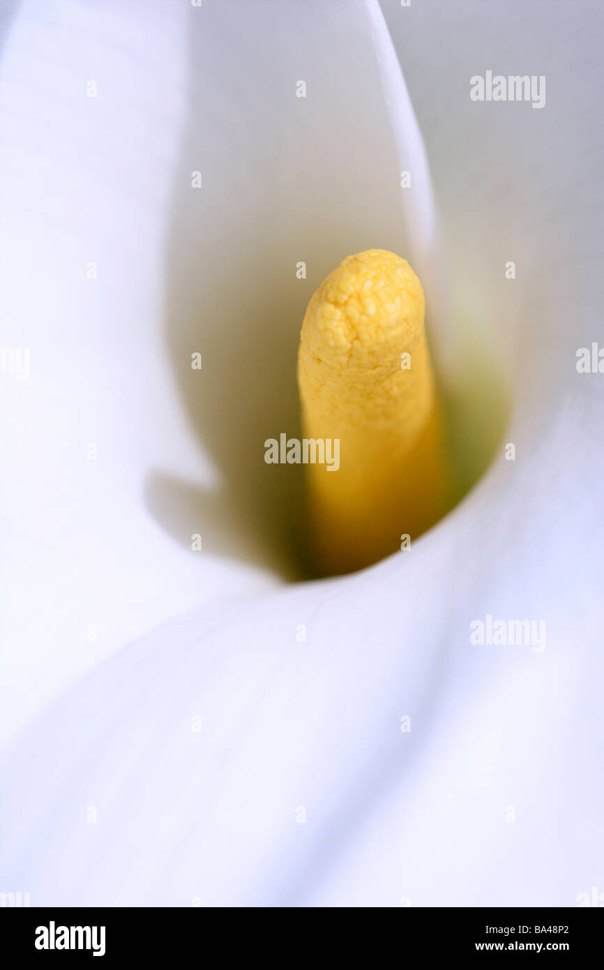 Extreme close up photography hi-res stock photography and images - Alamy
