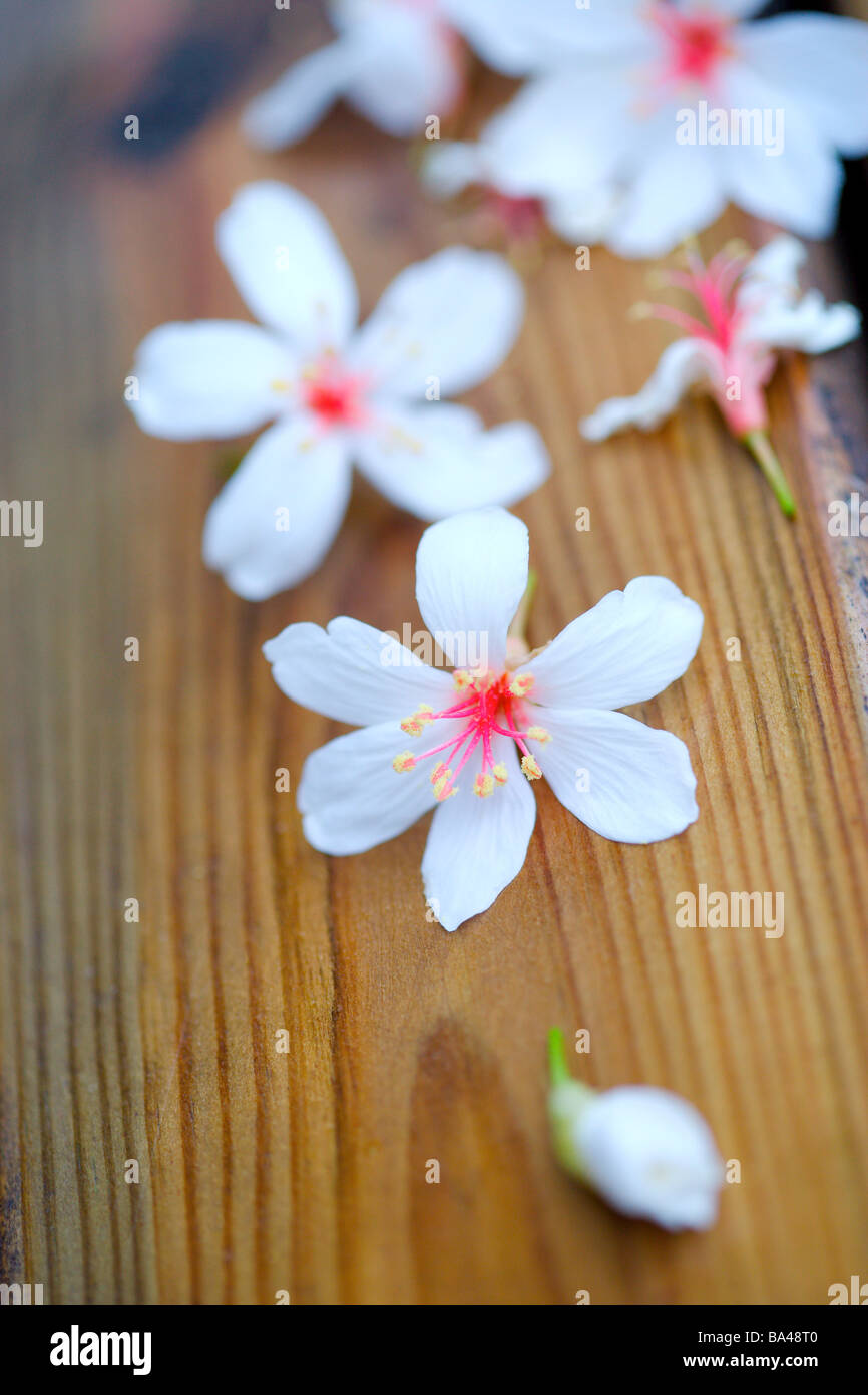 White flowers on wooden rim Stock Photo - Alamy