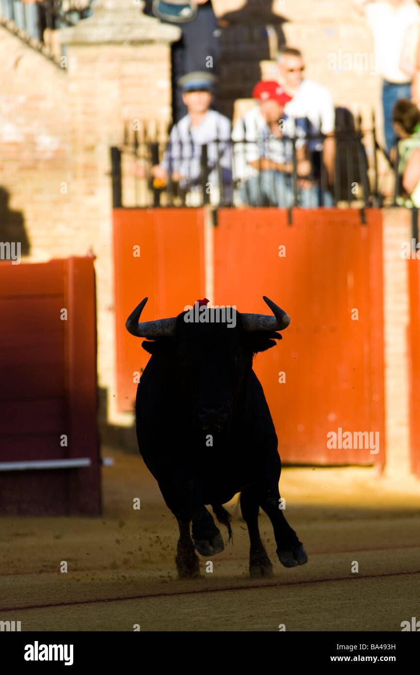 Fighting bull coming out onto the arena Real Maestranza bullring Seville autonomous community of Andalusia southern Spain Stock Photo