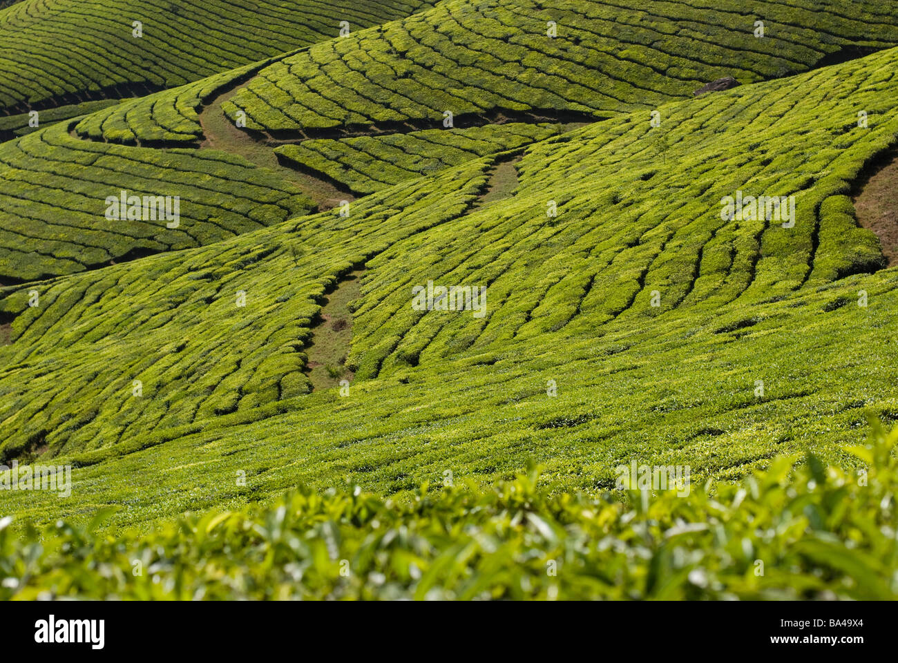 Tea plantation near Munar, India Stock Photo