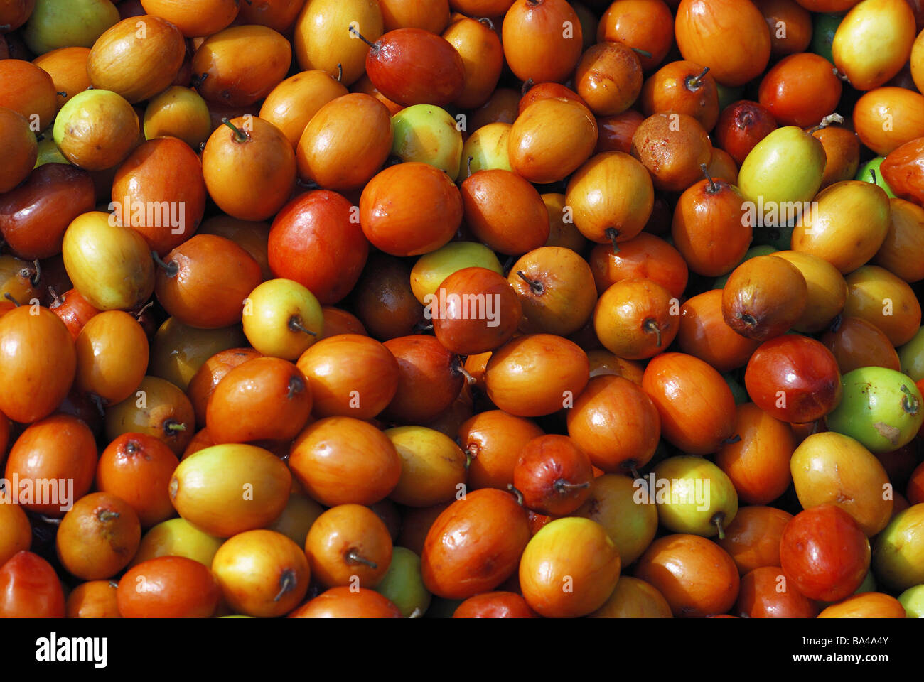 Ziziphus mauritiana (Ber, Boroi, Indian Jujube, Chinee Apple or Cottony Jujube) for sale at, Vegetable Market, Pune. Stock Photo