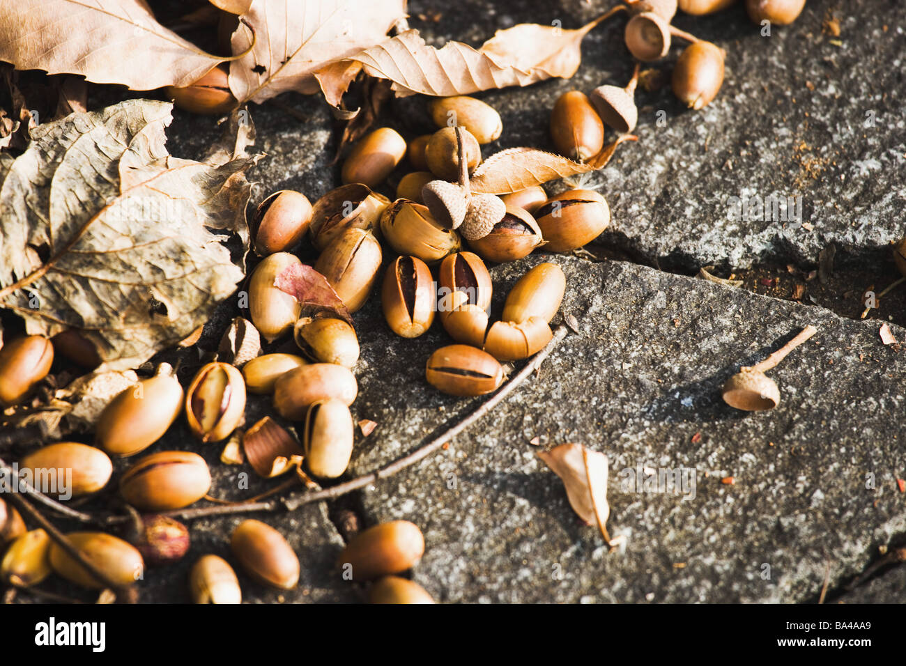 Dead japanese hires stock photography and images Alamy