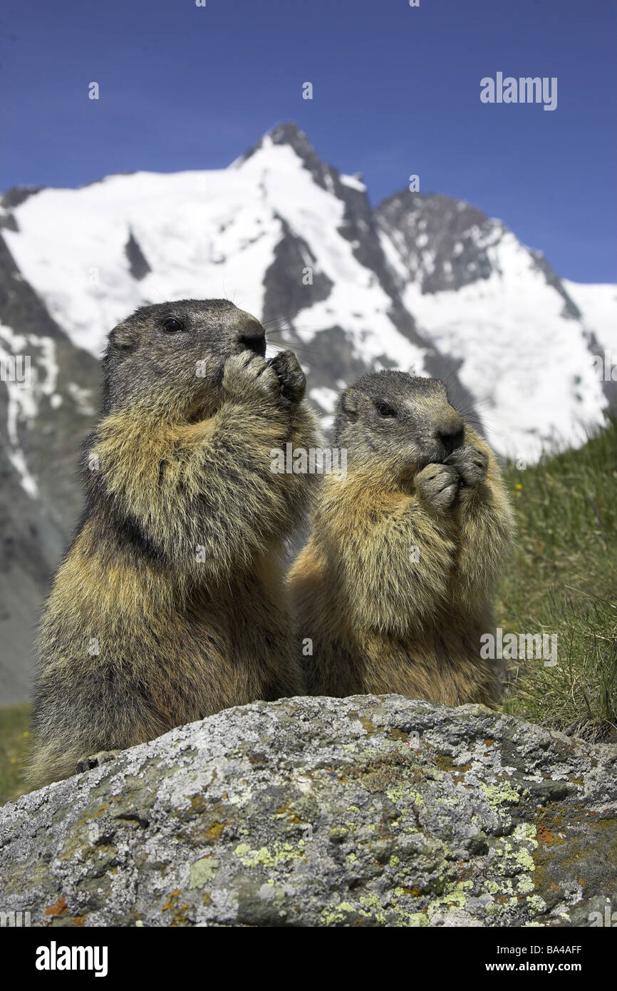 Alpine fauna mountain hi-res stock photography and images - Alamy