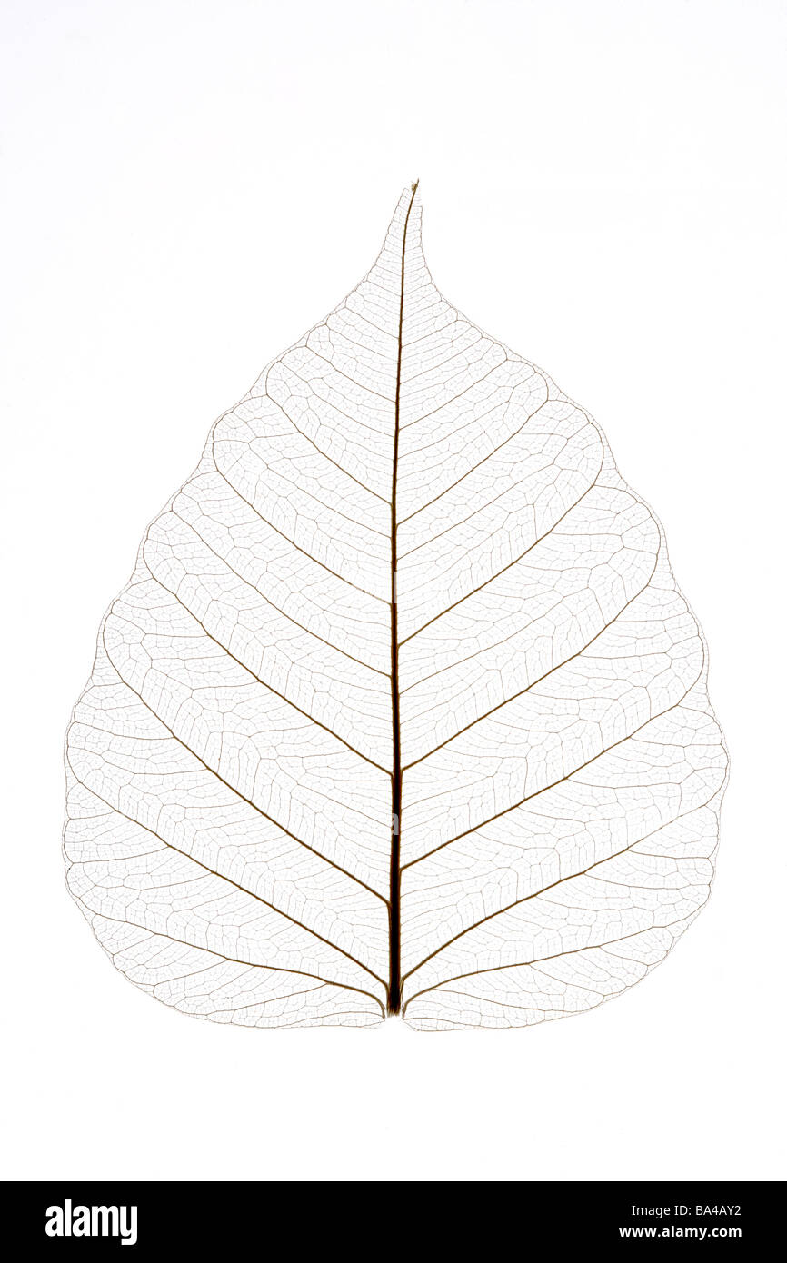 Кленовый лист. Белоснежный лист обои на телефон. Лепесток рисунок. Ветка на белом фоне. Атернос вайт лист.