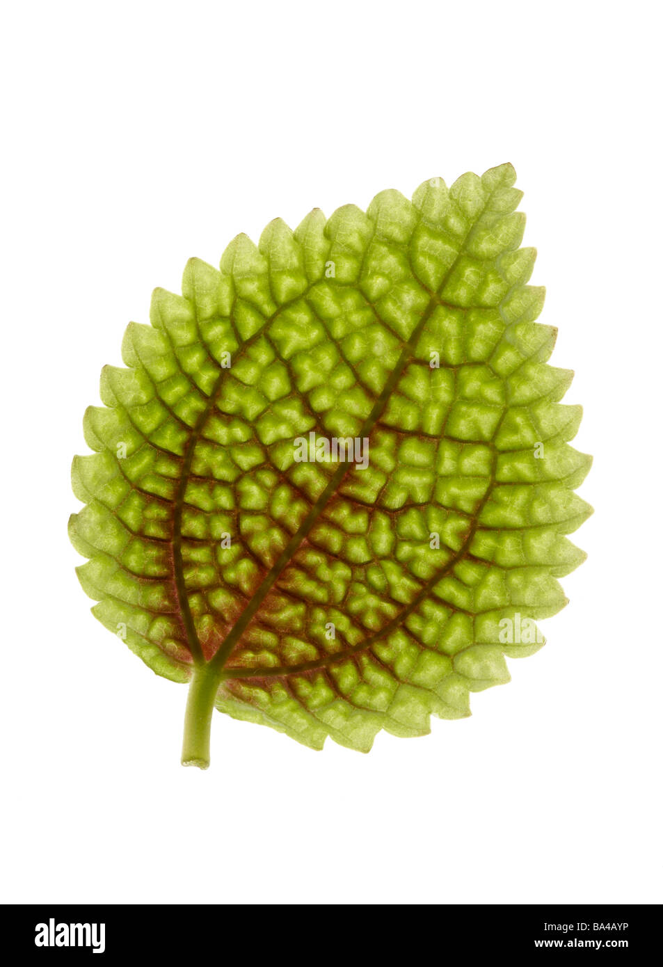 Green leaf close up Stock Photo - Alamy