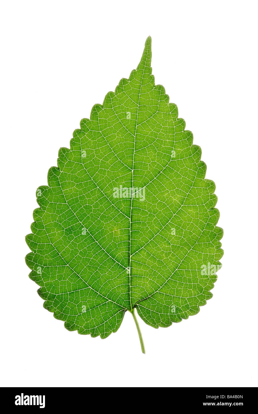 Green leaf close up Stock Photo - Alamy