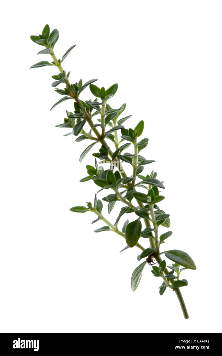 Sprig of thyme Stock Photo Alamy