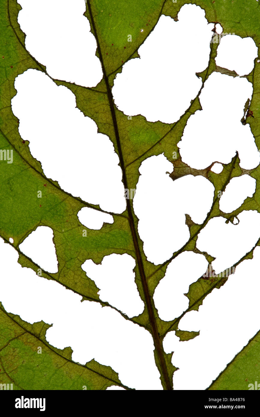 Shot holes leaf hi-res stock photography and images - Alamy