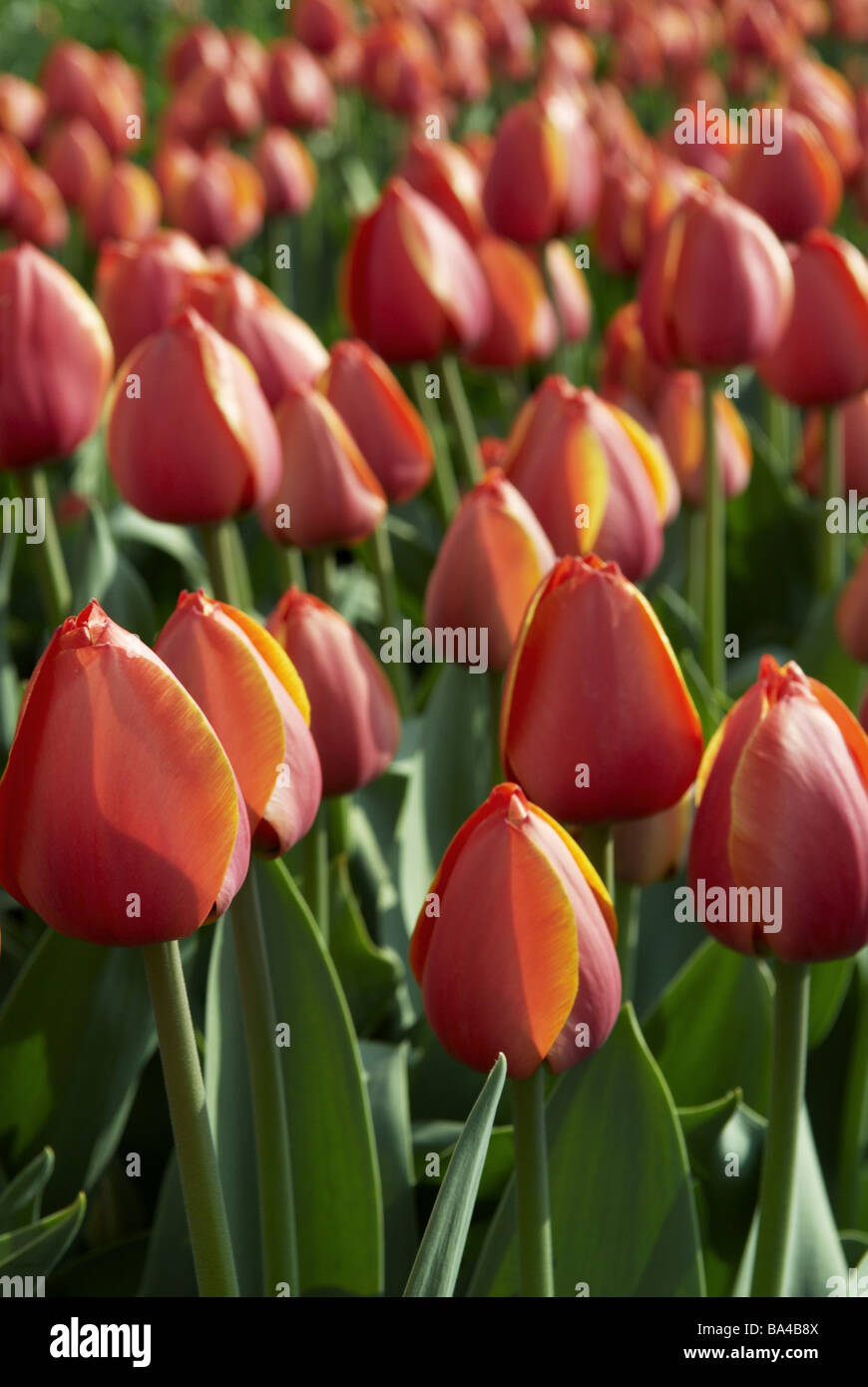 Tulip-field detail tulips blooms leaves red green salmon-colored 04/2006 build an extension bloomed outside leaf flower flowers Stock Photo