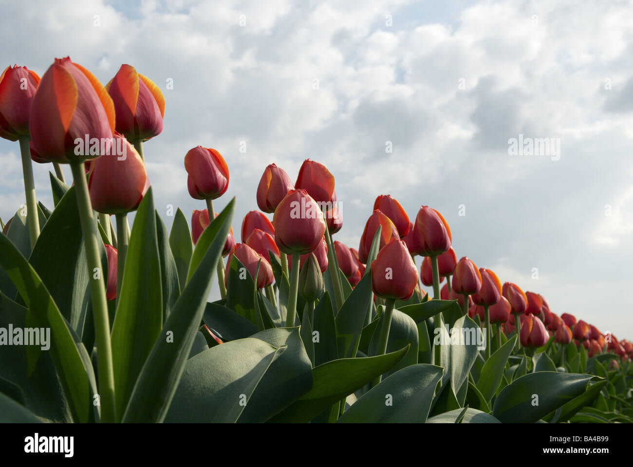 Tulip-field detail tulips blooms leaves red green salmon-colored heaven clouds blue from below row 04/2006 build an extension Stock Photo