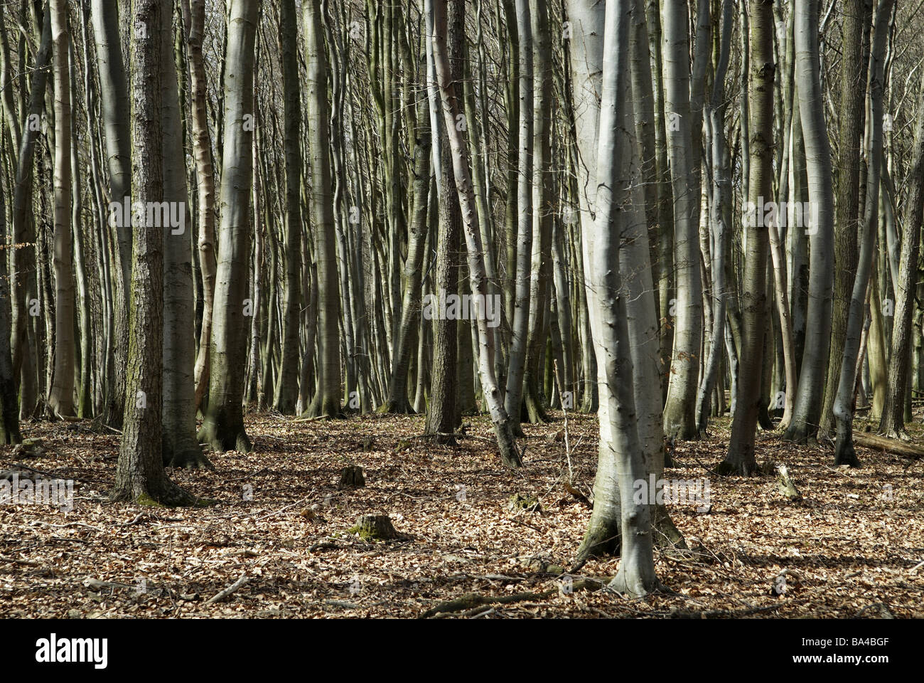 Beech-forest detail tree-trunks leaves gray brown 05/2006 tree log tree ...