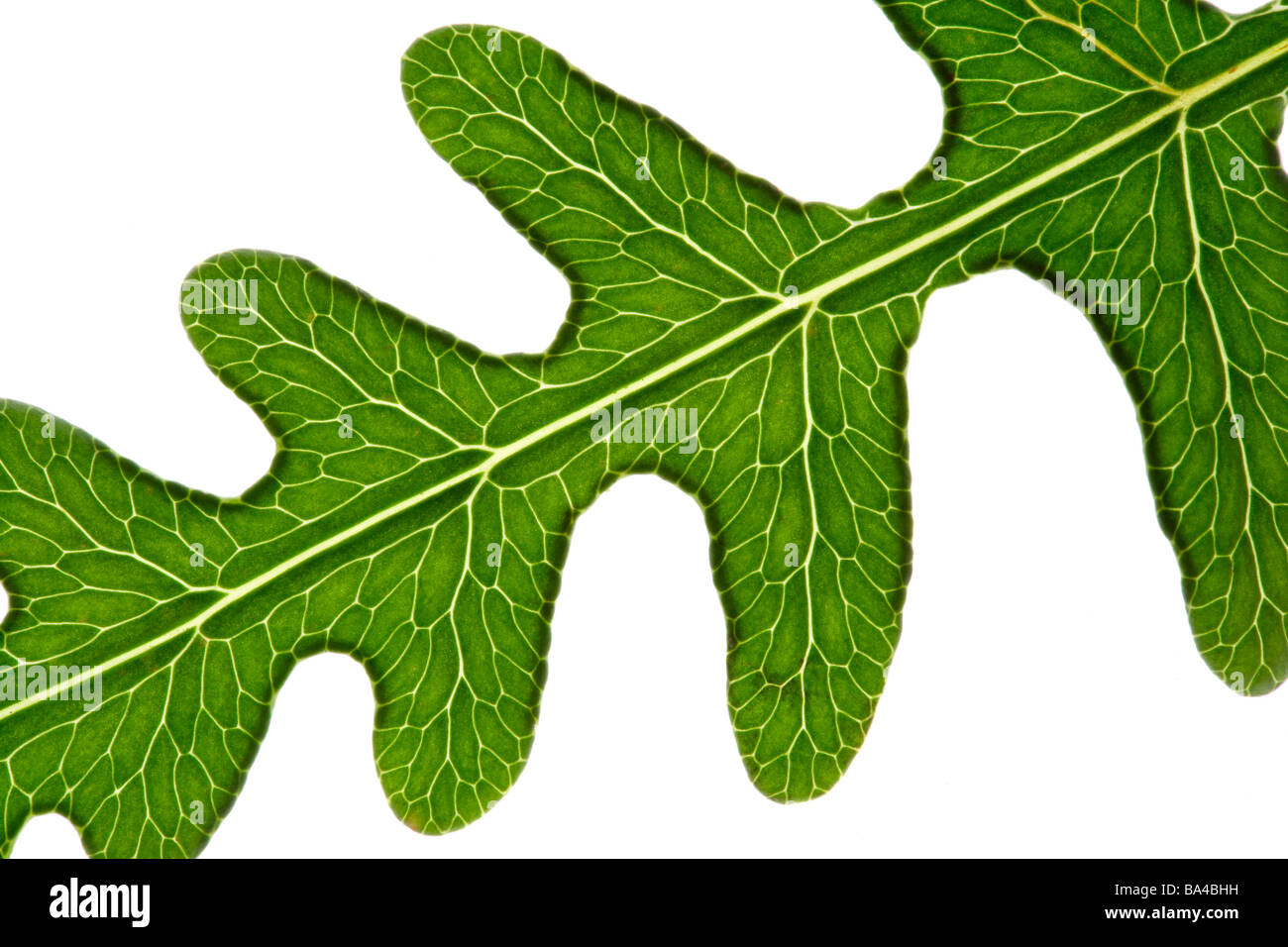 Green leaf close up Stock Photo - Alamy