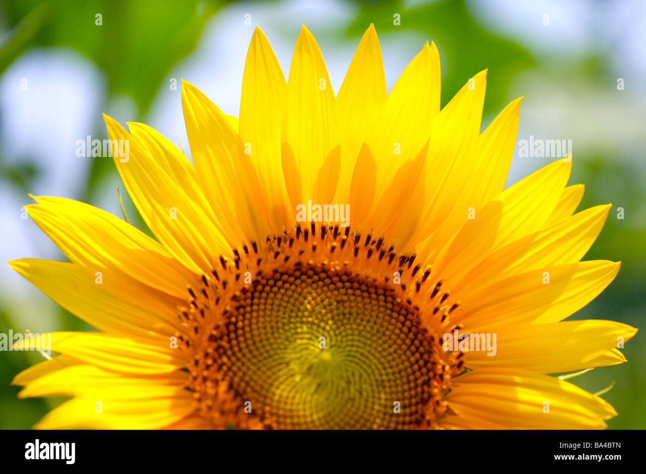 Funflower Sunflower close up Stock Photo - Alamy