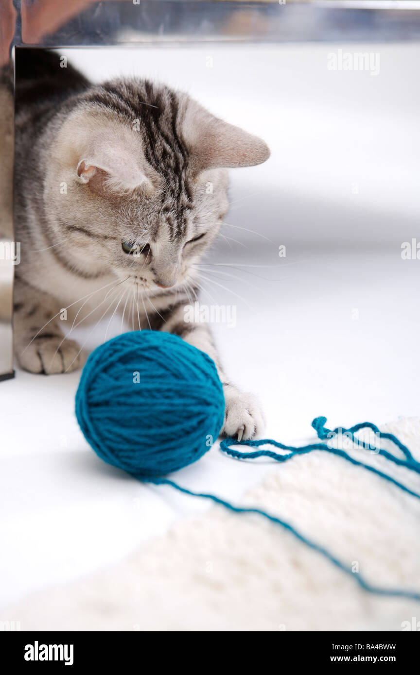 Cat playing with yarn Stock Photo Alamy