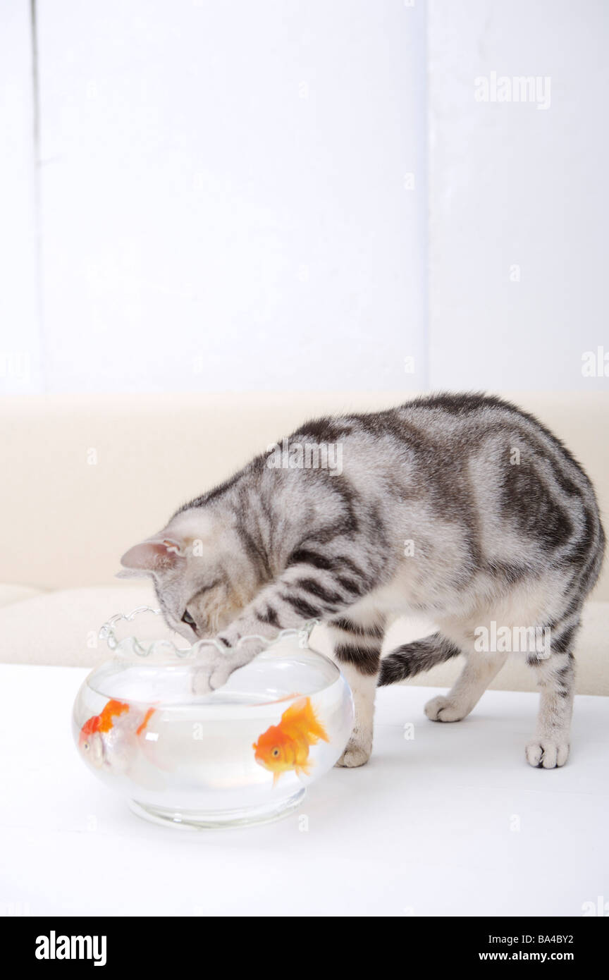 Cat putting paw in fish tank Stock Photo Alamy
