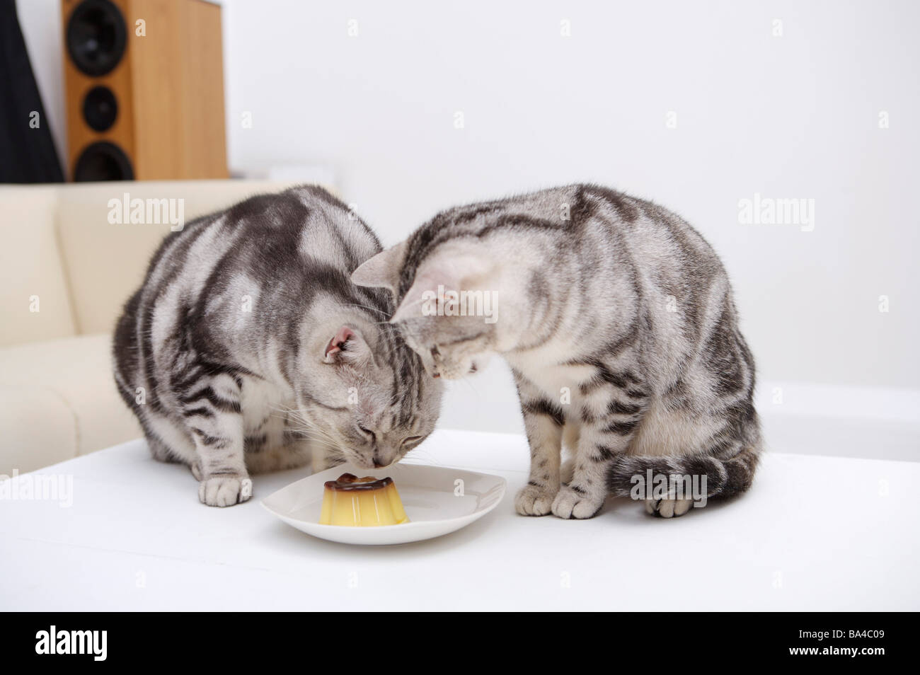 Cats eating pudding Stock Photo Alamy