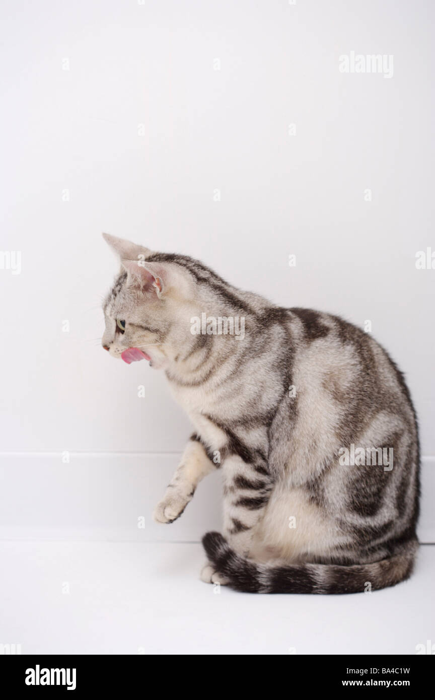 Side cat looking away alertness hi-res stock photography and images - Alamy