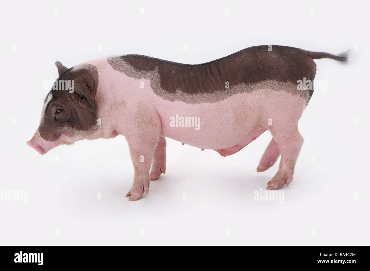 Pig side view Stock Photo - Alamy