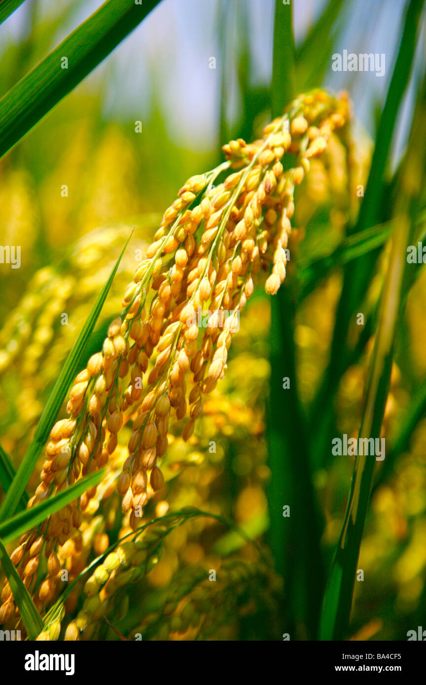 Rice Paddy Close Up Stock Photo - Alamy