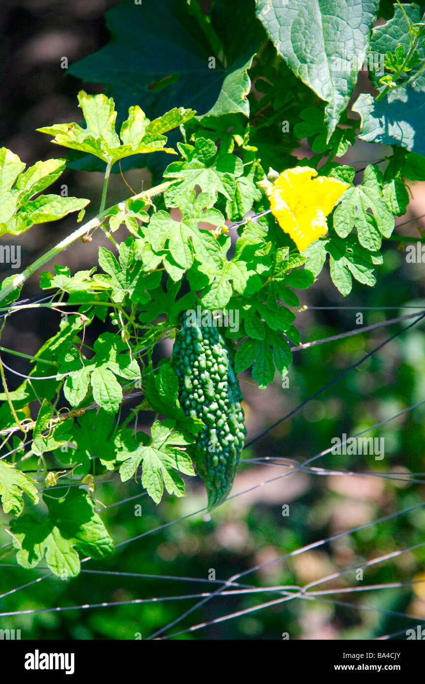 Bitter melon plant Stock Photo Alamy