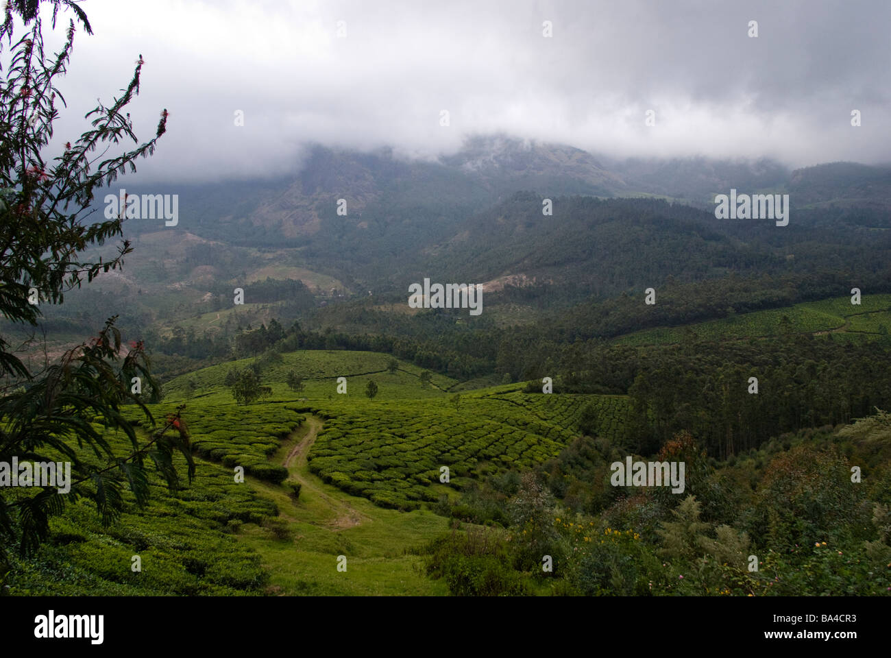 Tea plantation near Munar, Kerala, India Stock Photo