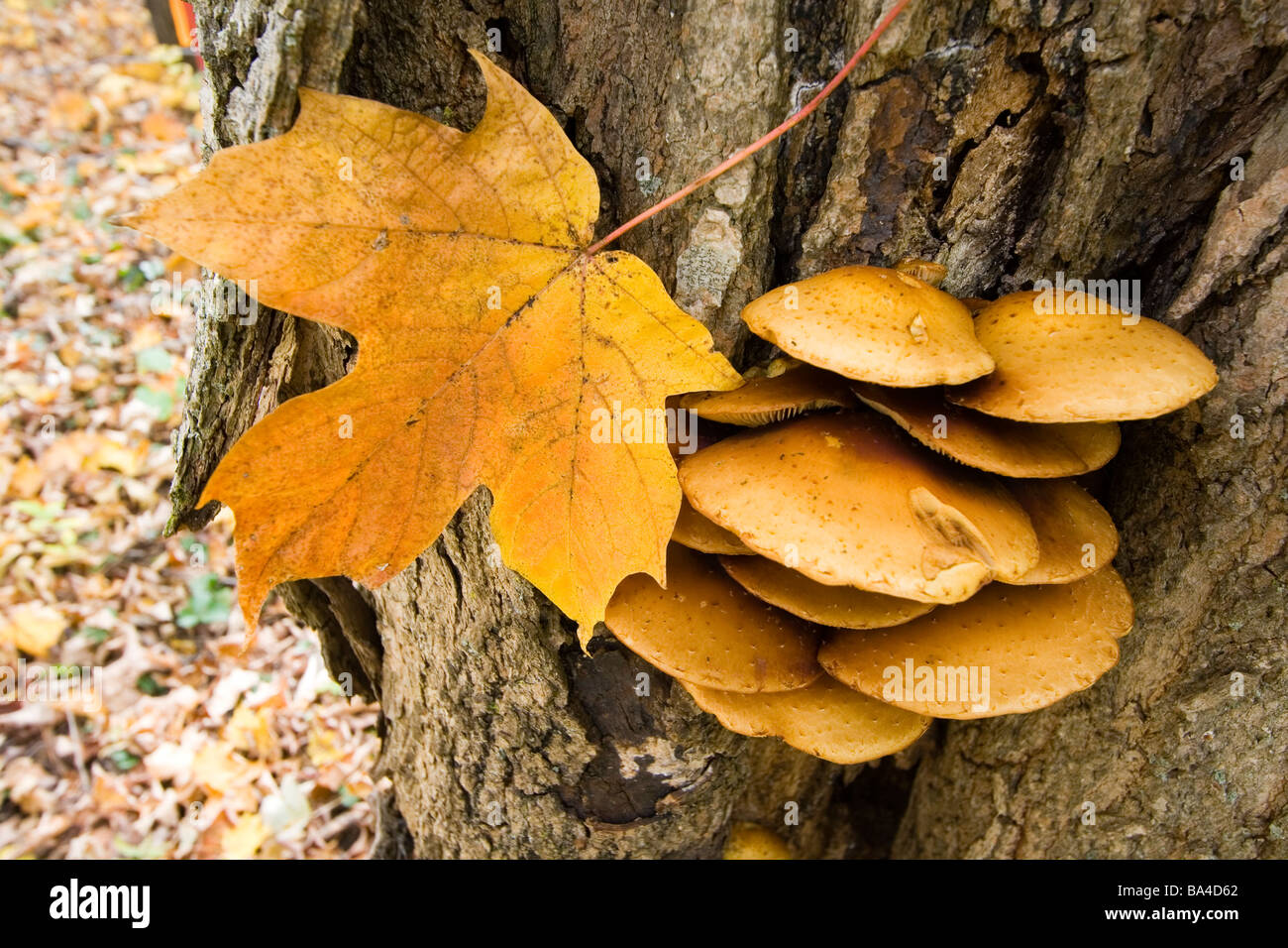 autumn mushrooms on a tree Stock Photo