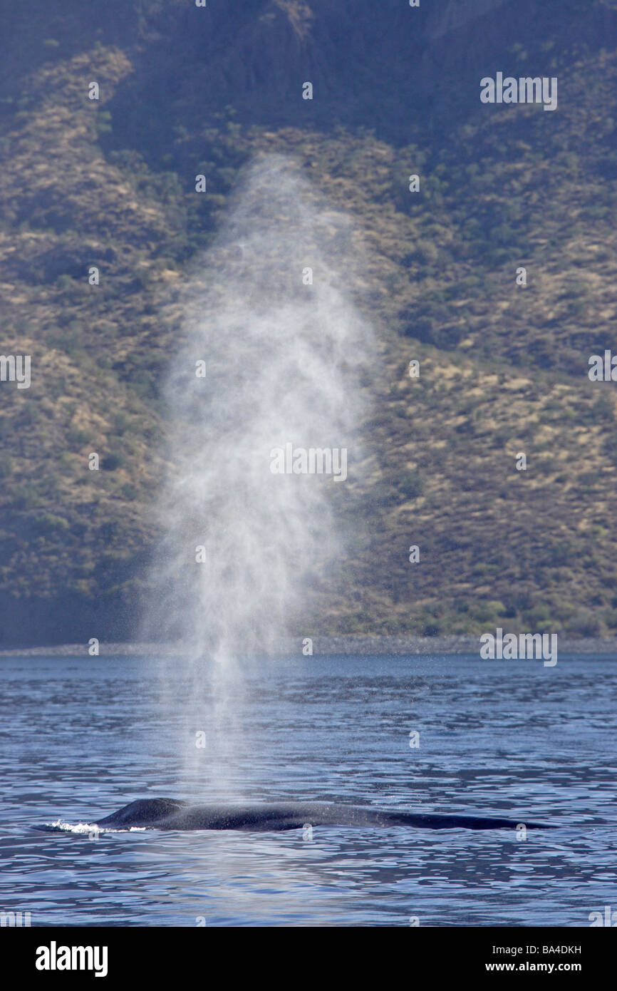 Blue Whale and spout Stock Photo