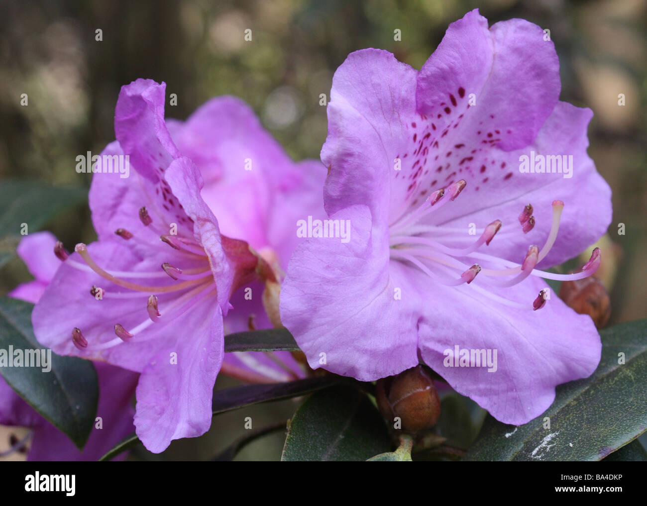 Lilac Rhododendron Stock Photo