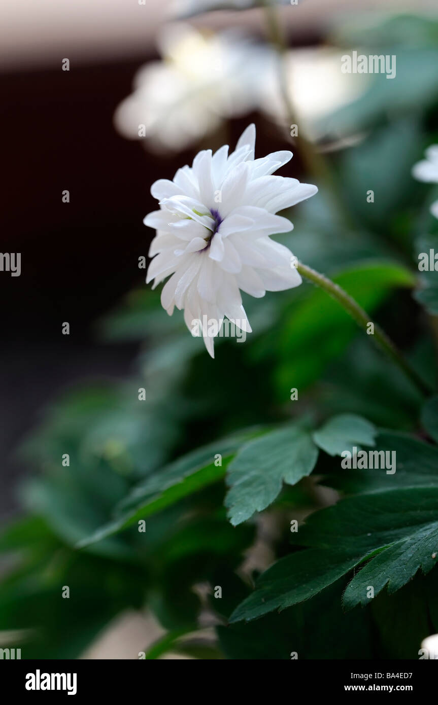 Wood anemone anemone nemorosa wild windflower spotlit in shady shaded shade area Stock Photo