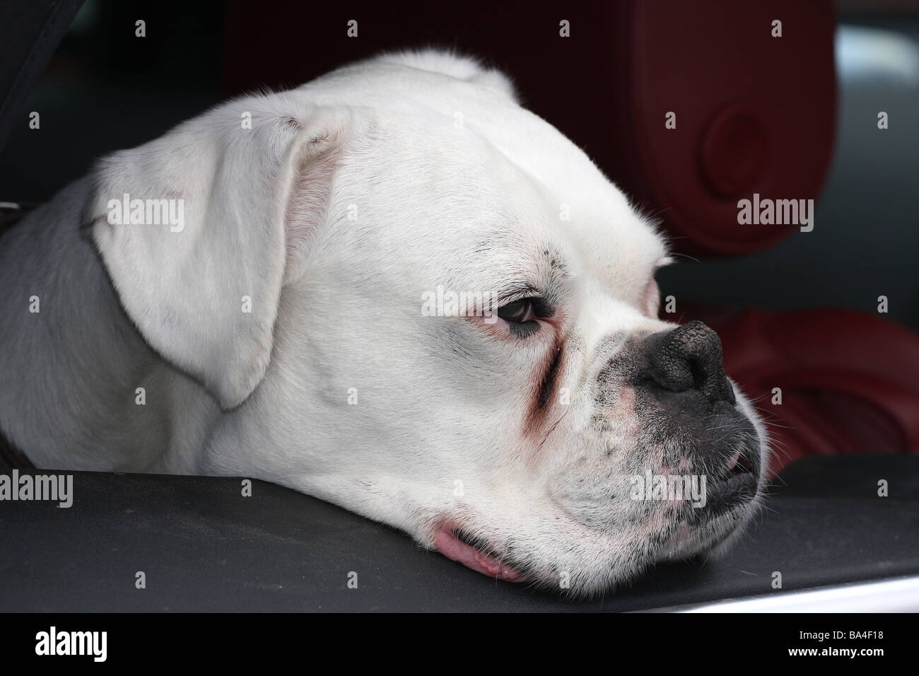 White boxer dog waiting for owner in parked car with window open. Stock Photo