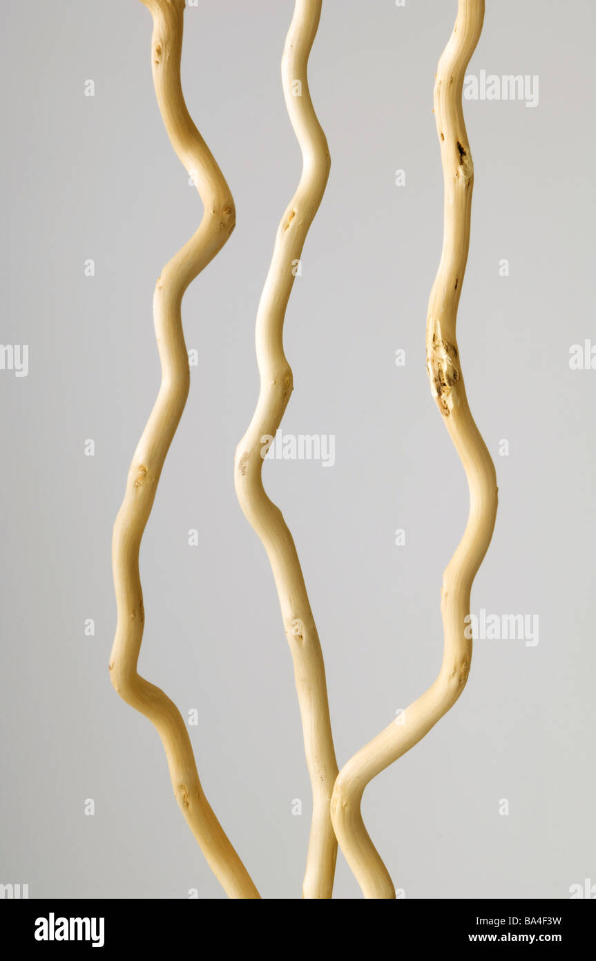 Beautiful arrangement of dried tree branches Stock Photo Alamy