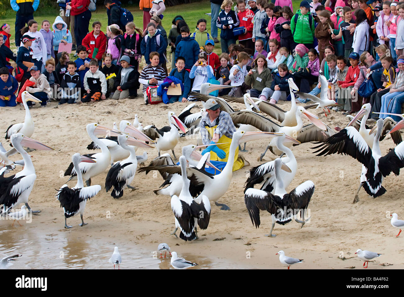 Feeding time Phillip Island Australian Pelicans Pelican Stock Photo
