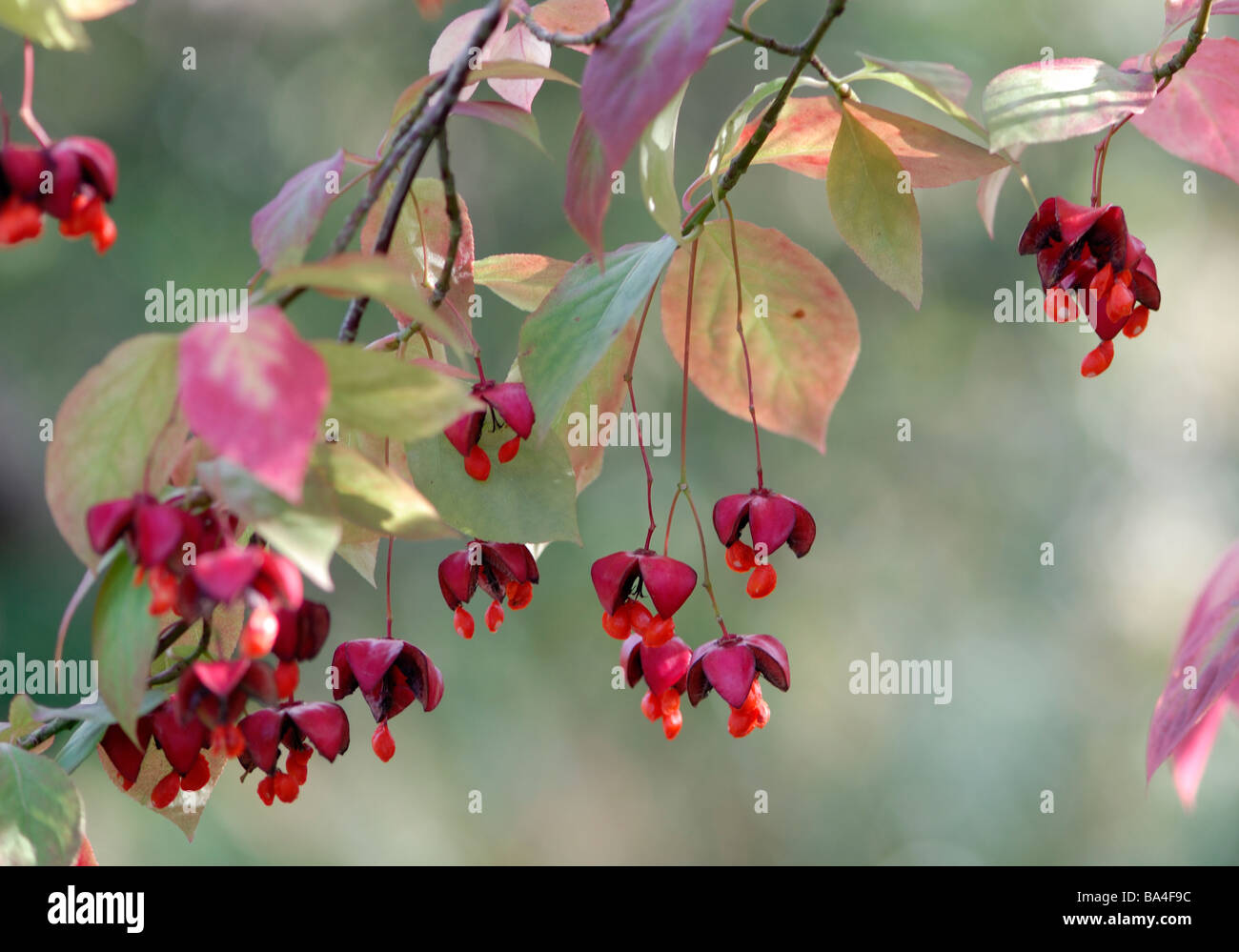 The pink fruit of the Spindle tree (Euonymus europaeus) burst open in autumn to reveal the orange seeds. Stock Photo