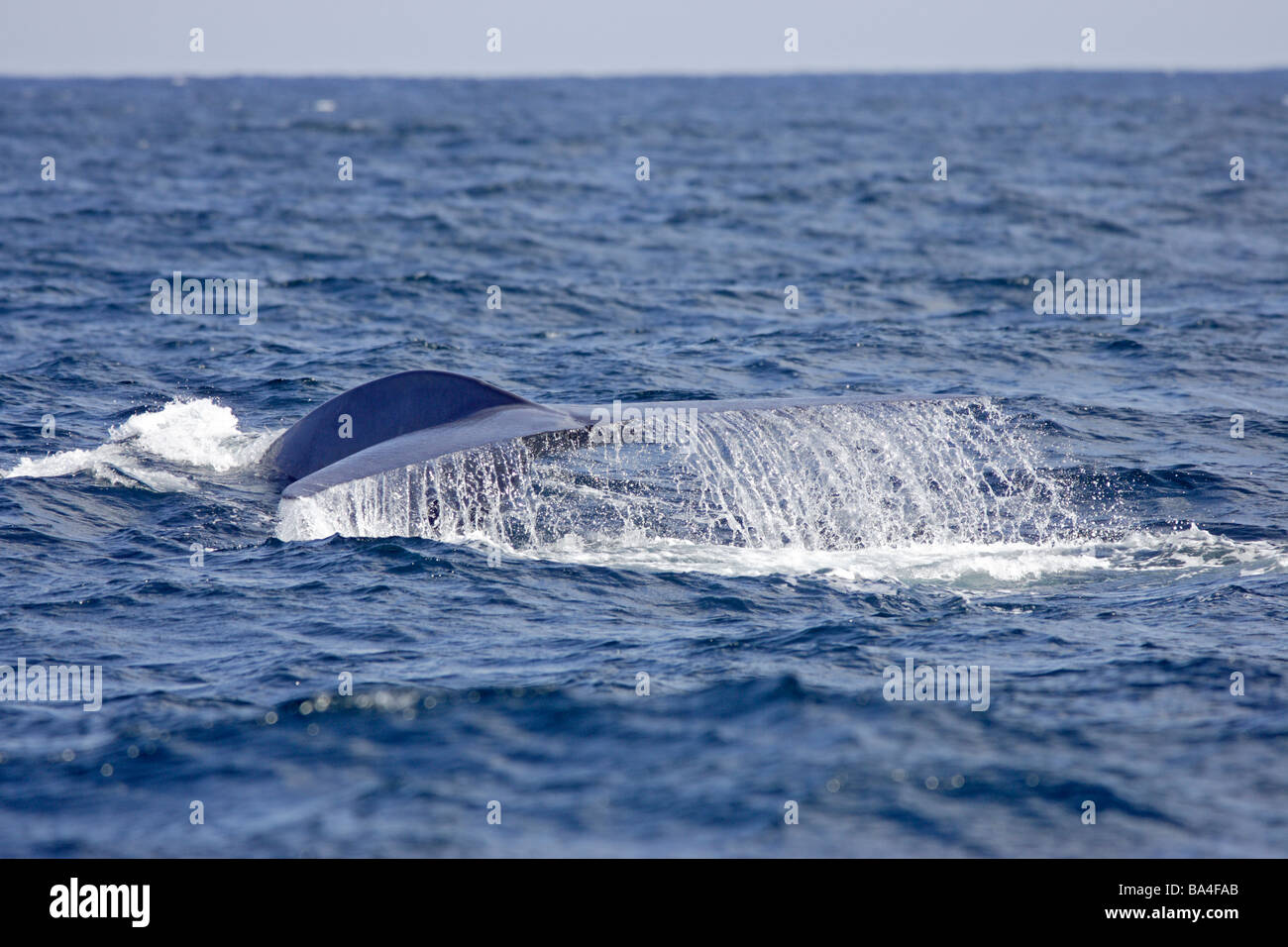 Blue Whale tail fluke Stock Photo